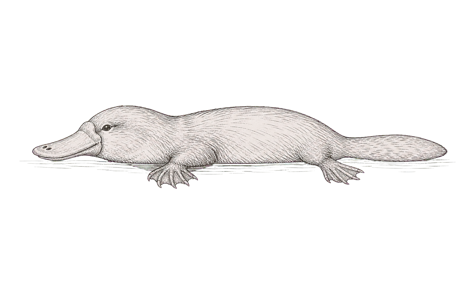 A relaxed platypus floating naturally at the surface of calm water